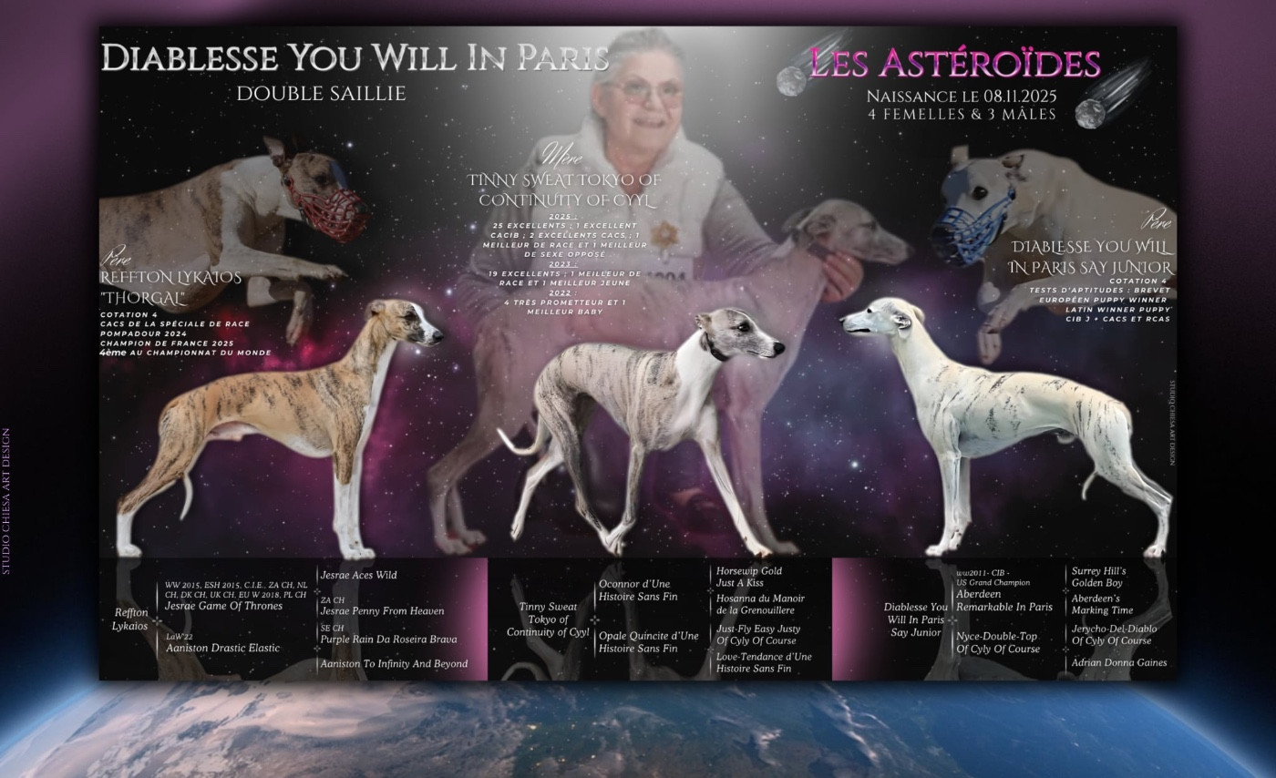 Chiot Whippet Diablesse You Will In Paris