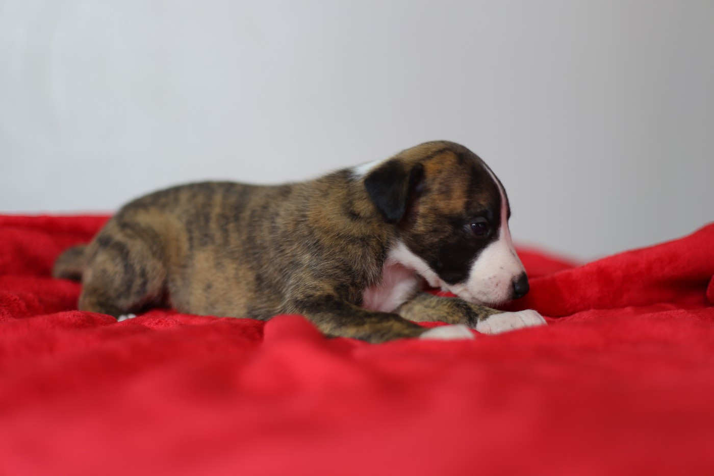 Diablesse You Will In Paris - Chiots disponibles - Whippet