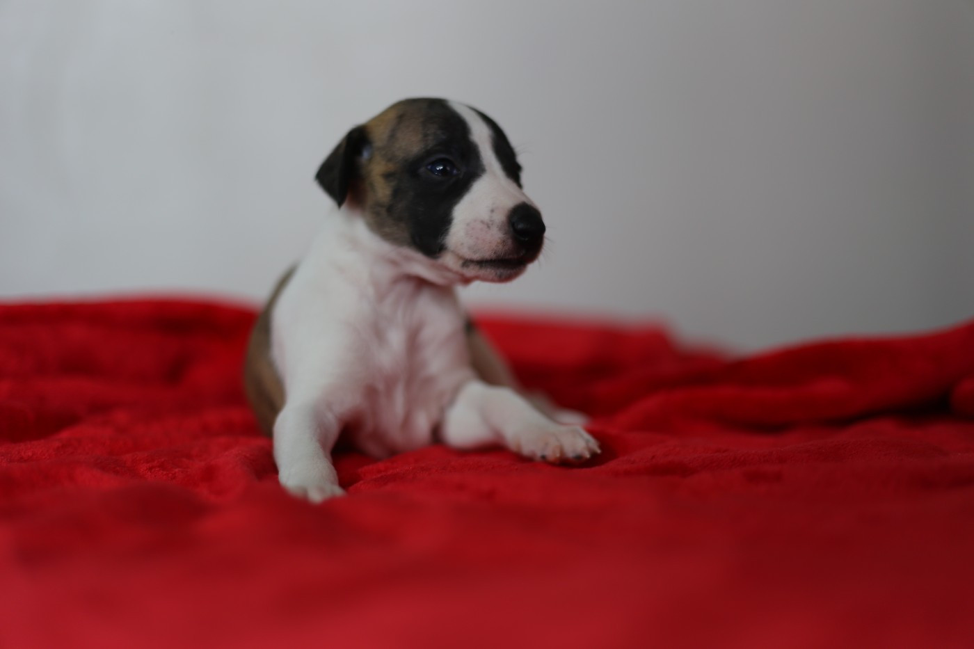 Diablesse You Will In Paris - Chiots disponibles - Whippet