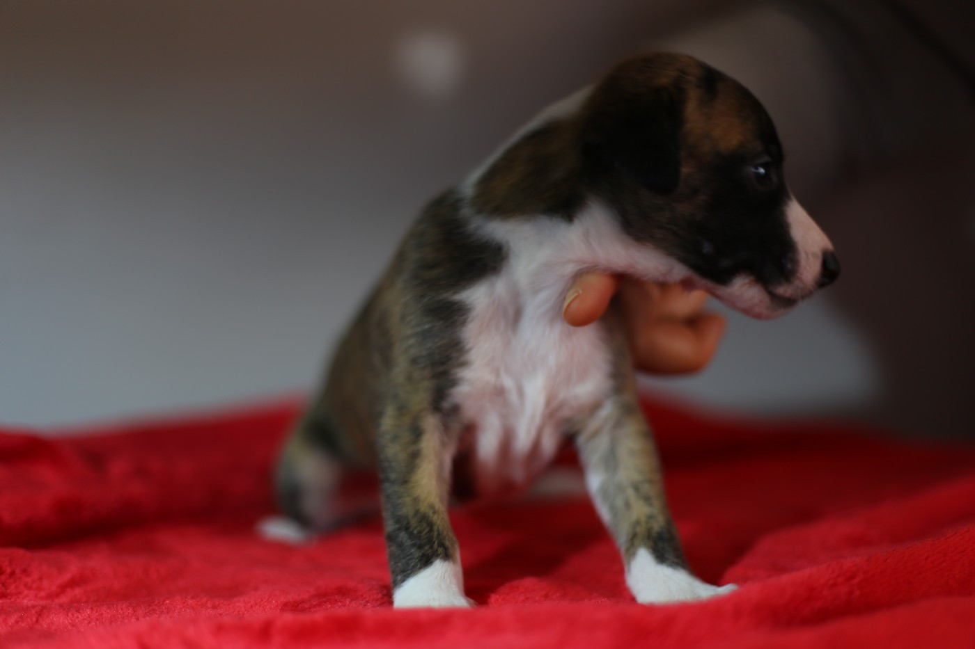 Diablesse You Will In Paris - Chiots disponibles - Whippet