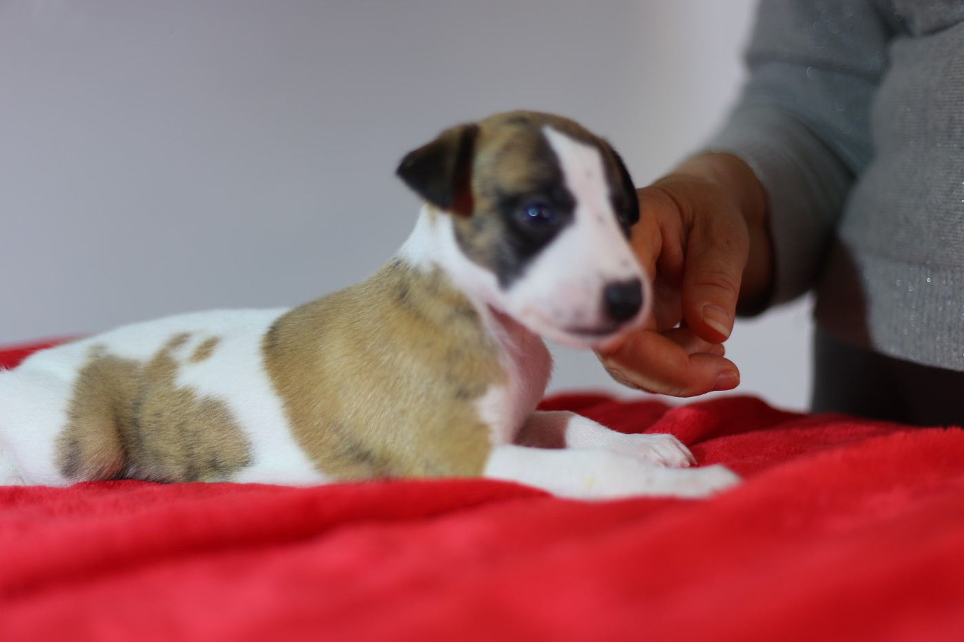 Diablesse You Will In Paris - Chiots disponibles - Whippet