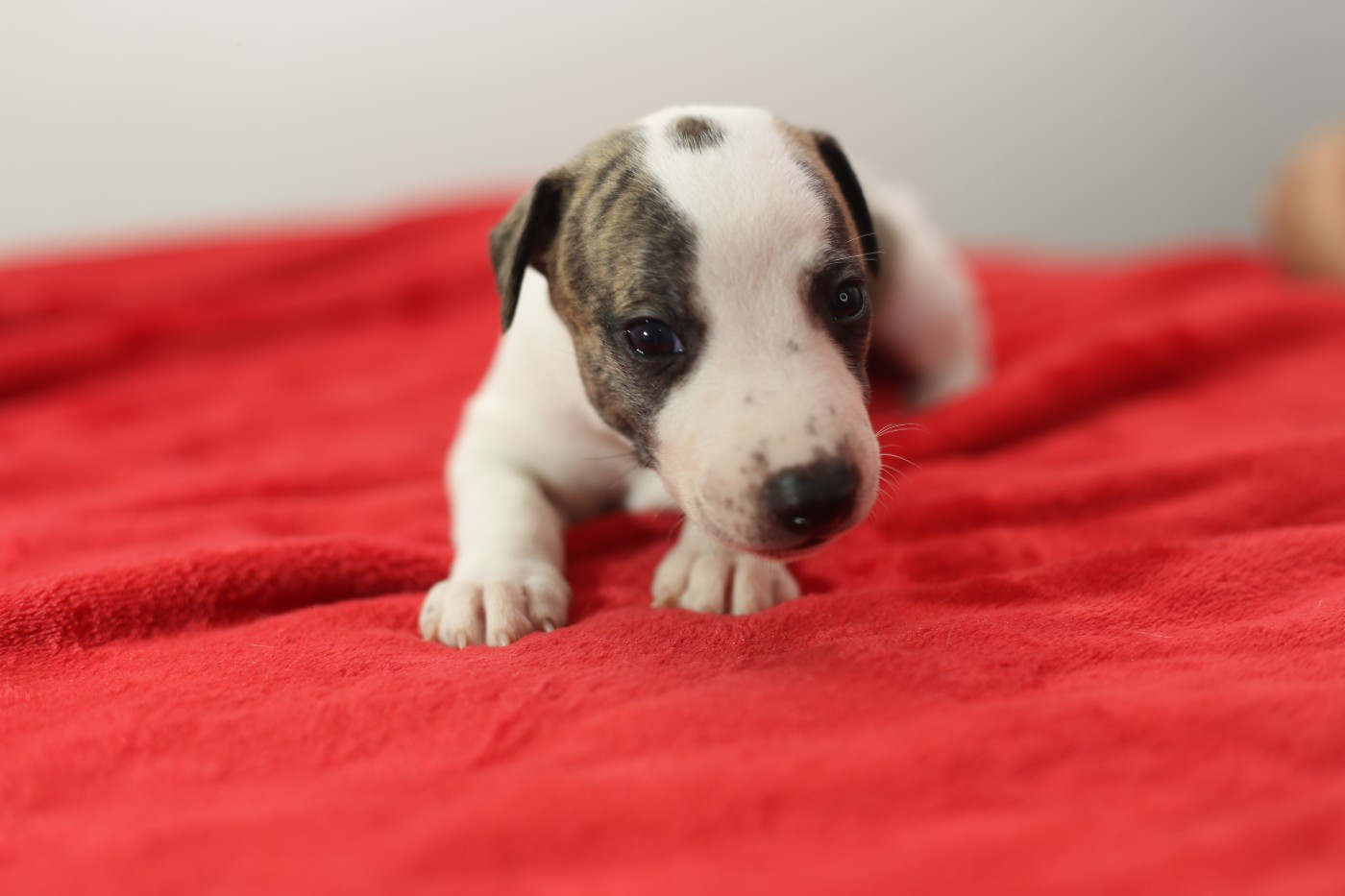 Diablesse You Will In Paris - Chiots disponibles - Whippet