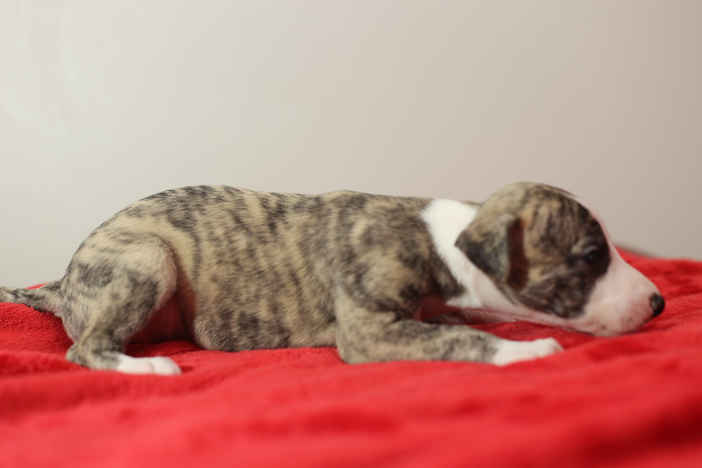 Diablesse You Will In Paris - Chiots disponibles - Whippet