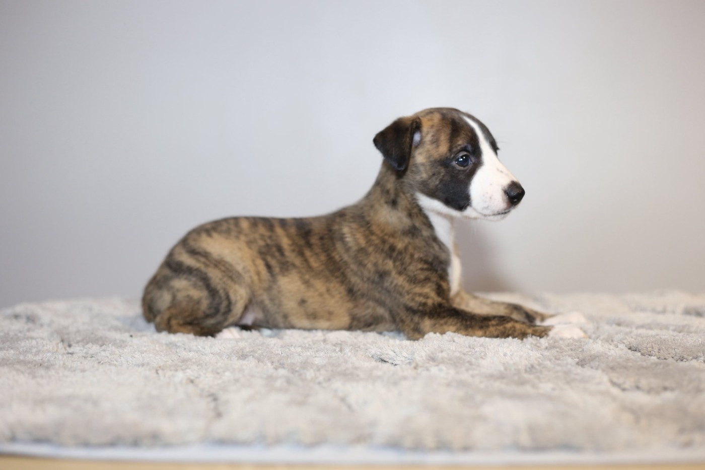 Diablesse You Will In Paris - Chiots disponibles - Whippet