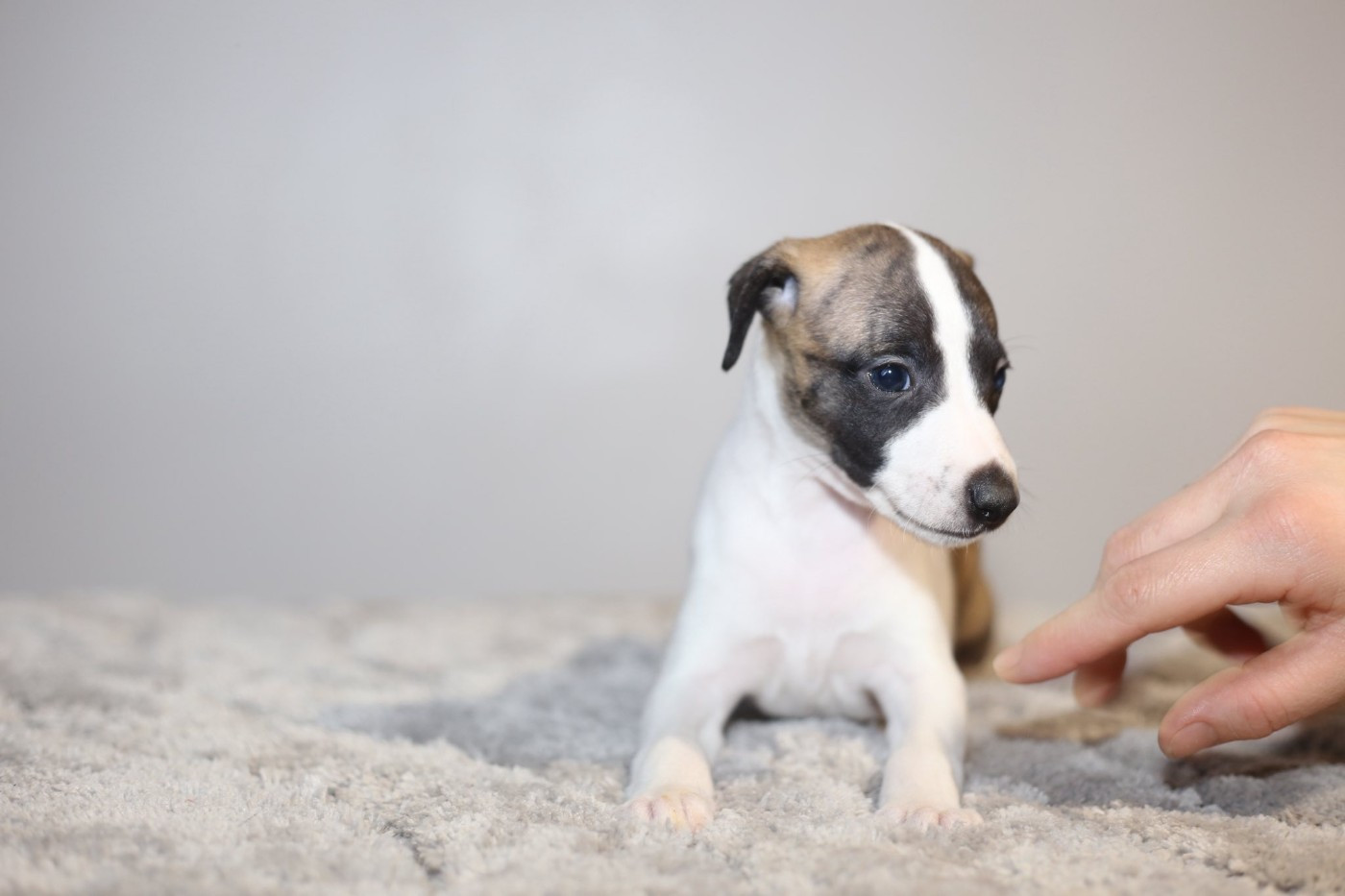 Diablesse You Will In Paris - Chiots disponibles - Whippet