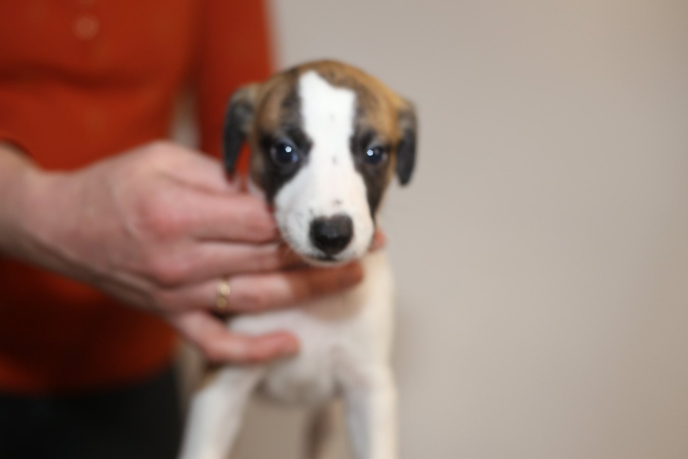 Diablesse You Will In Paris - Chiots disponibles - Whippet