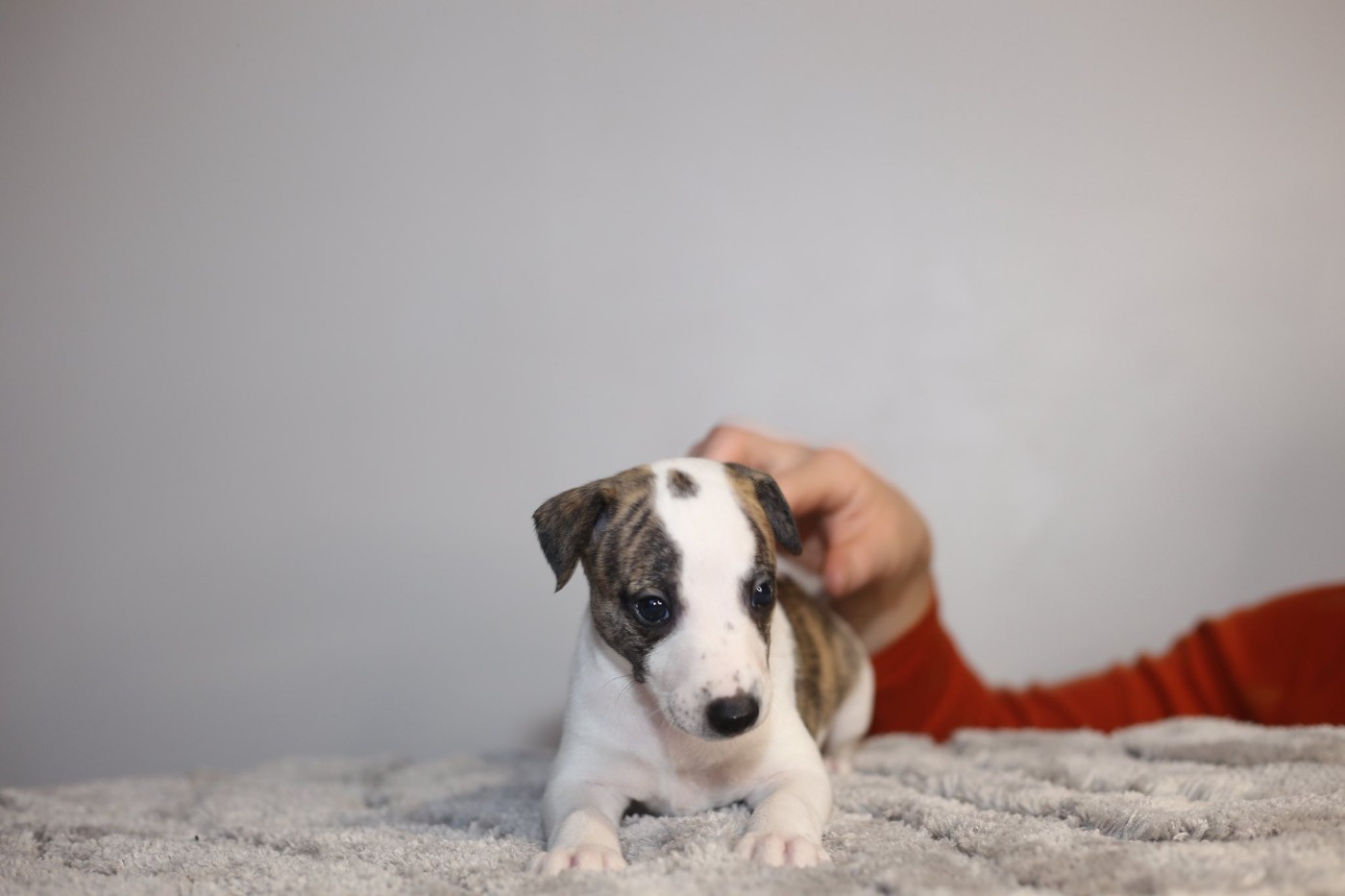 Diablesse You Will In Paris - Chiots disponibles - Whippet