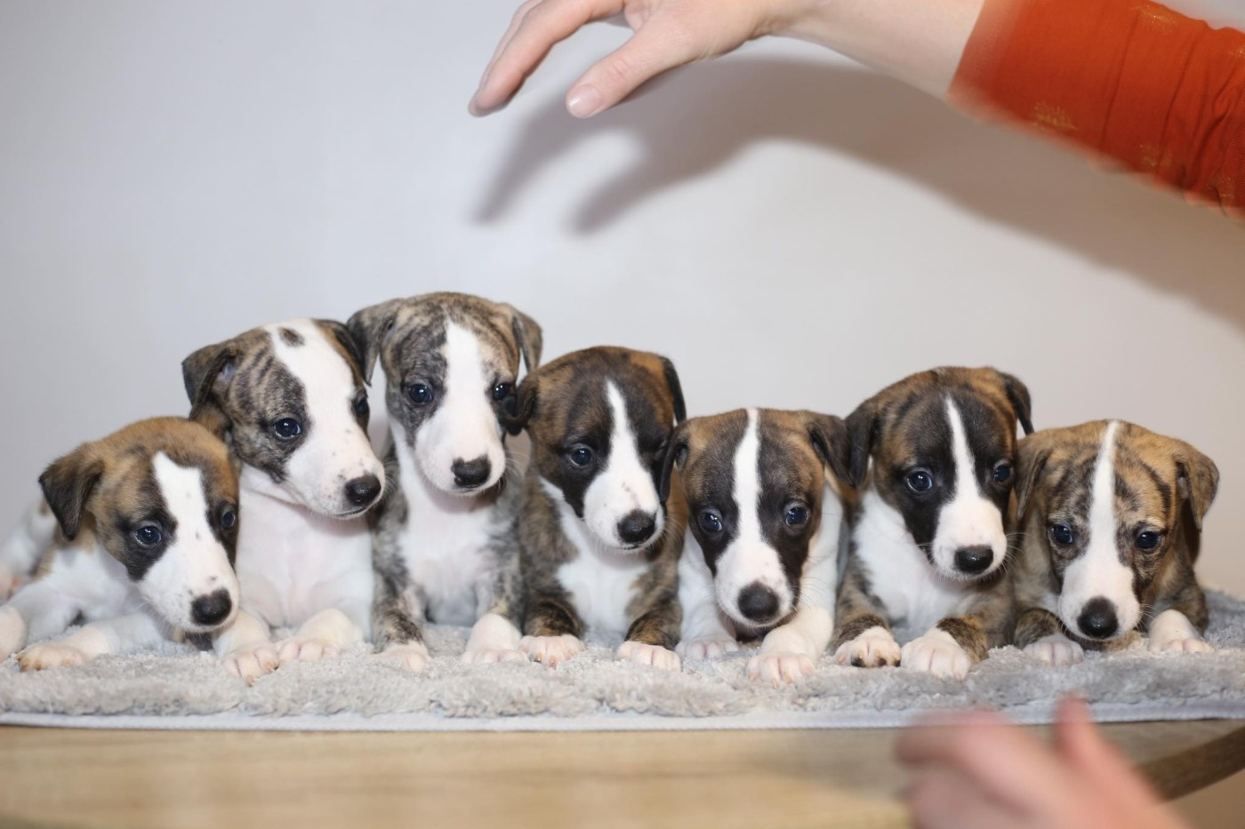 Diablesse You Will In Paris - Whippet - Portée née le 08/11/2025