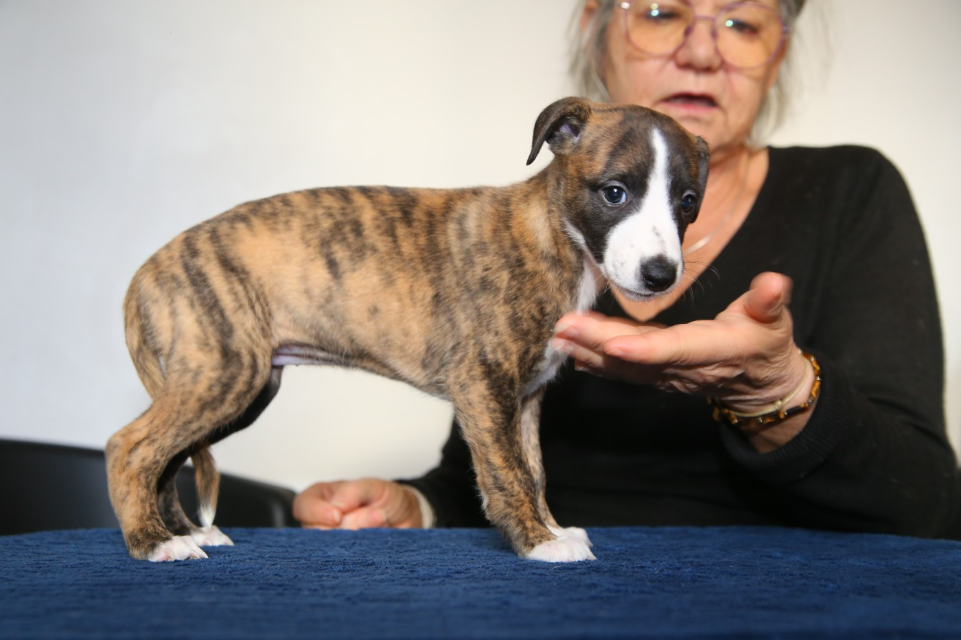 Diablesse You Will In Paris - Chiots disponibles - Whippet