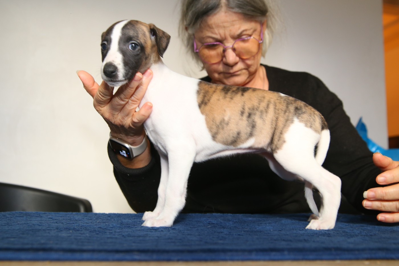 Diablesse You Will In Paris - Chiots disponibles - Whippet