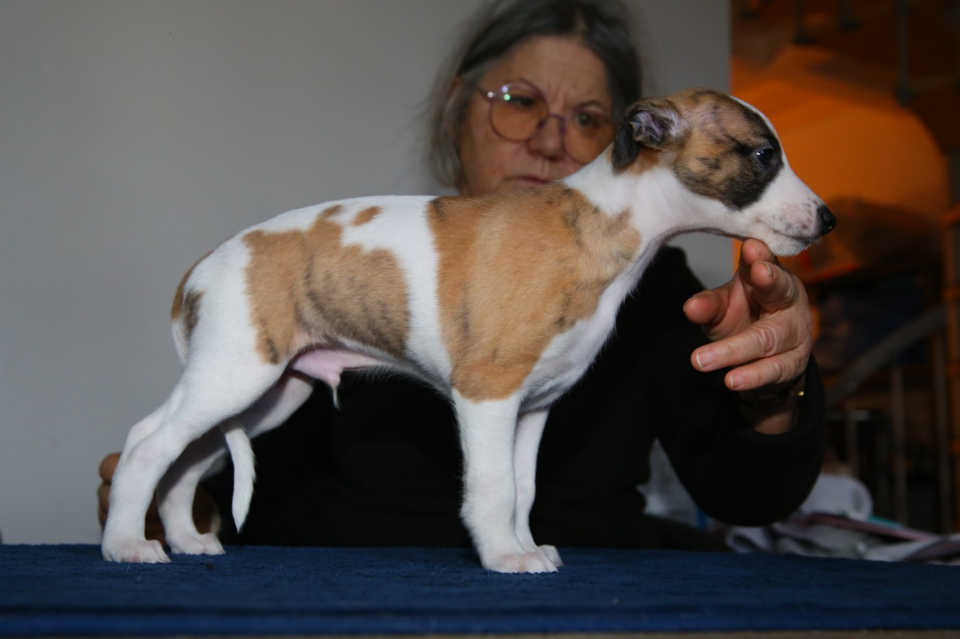 Diablesse You Will In Paris - Chiots disponibles - Whippet