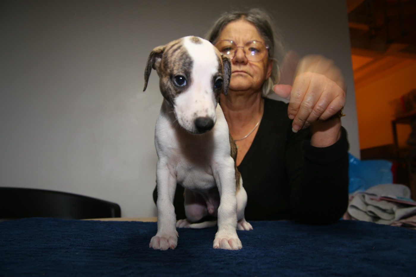 Diablesse You Will In Paris - Chiots disponibles - Whippet