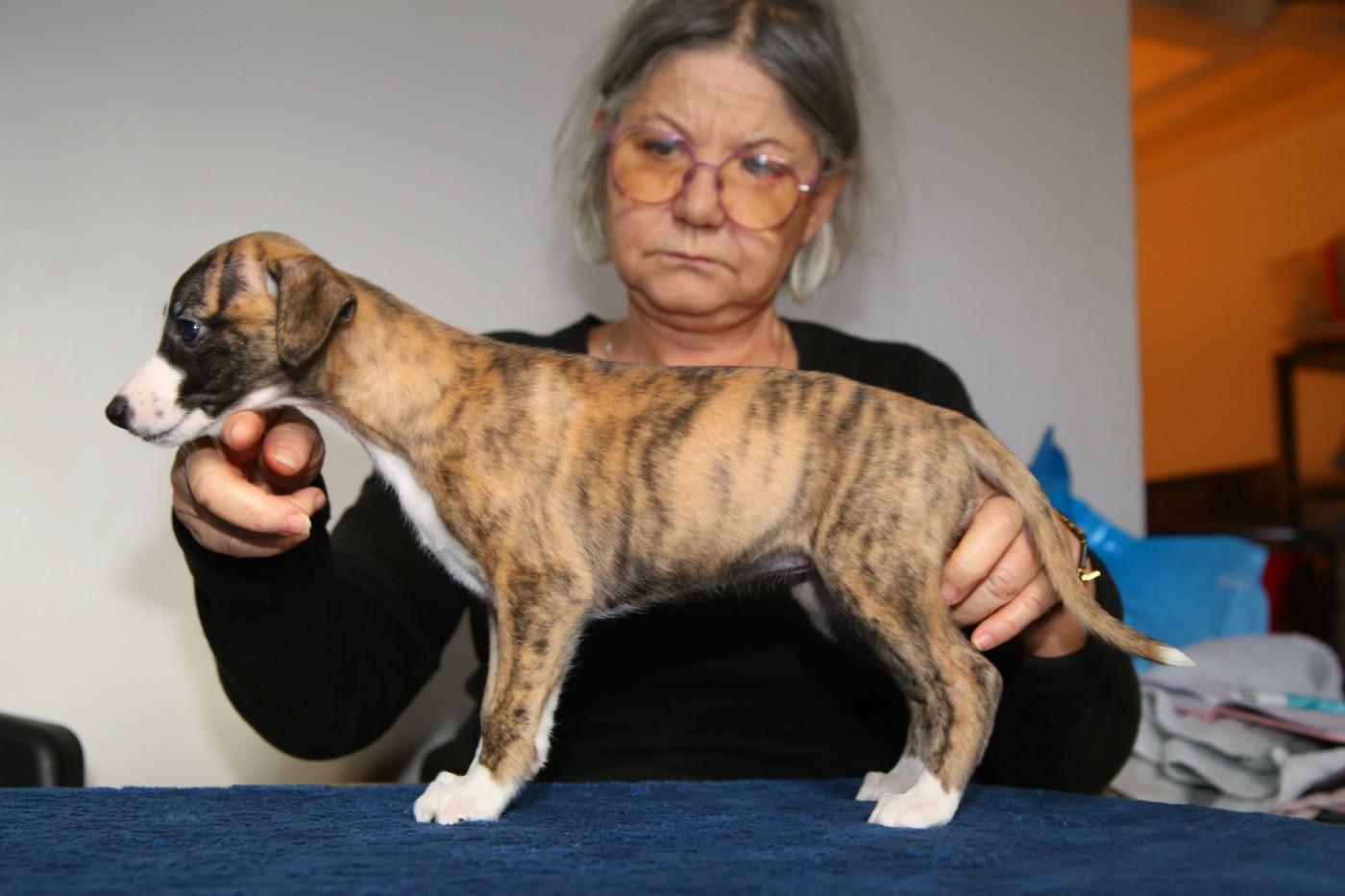 Diablesse You Will In Paris - Chiots disponibles - Whippet