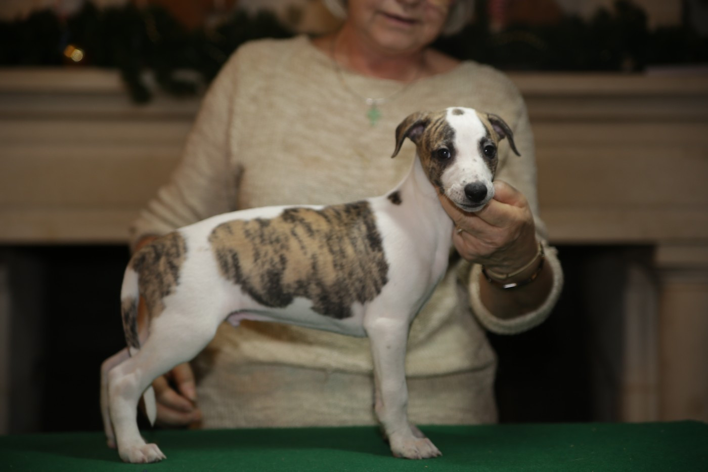 Diablesse You Will In Paris - Chiots disponibles - Whippet