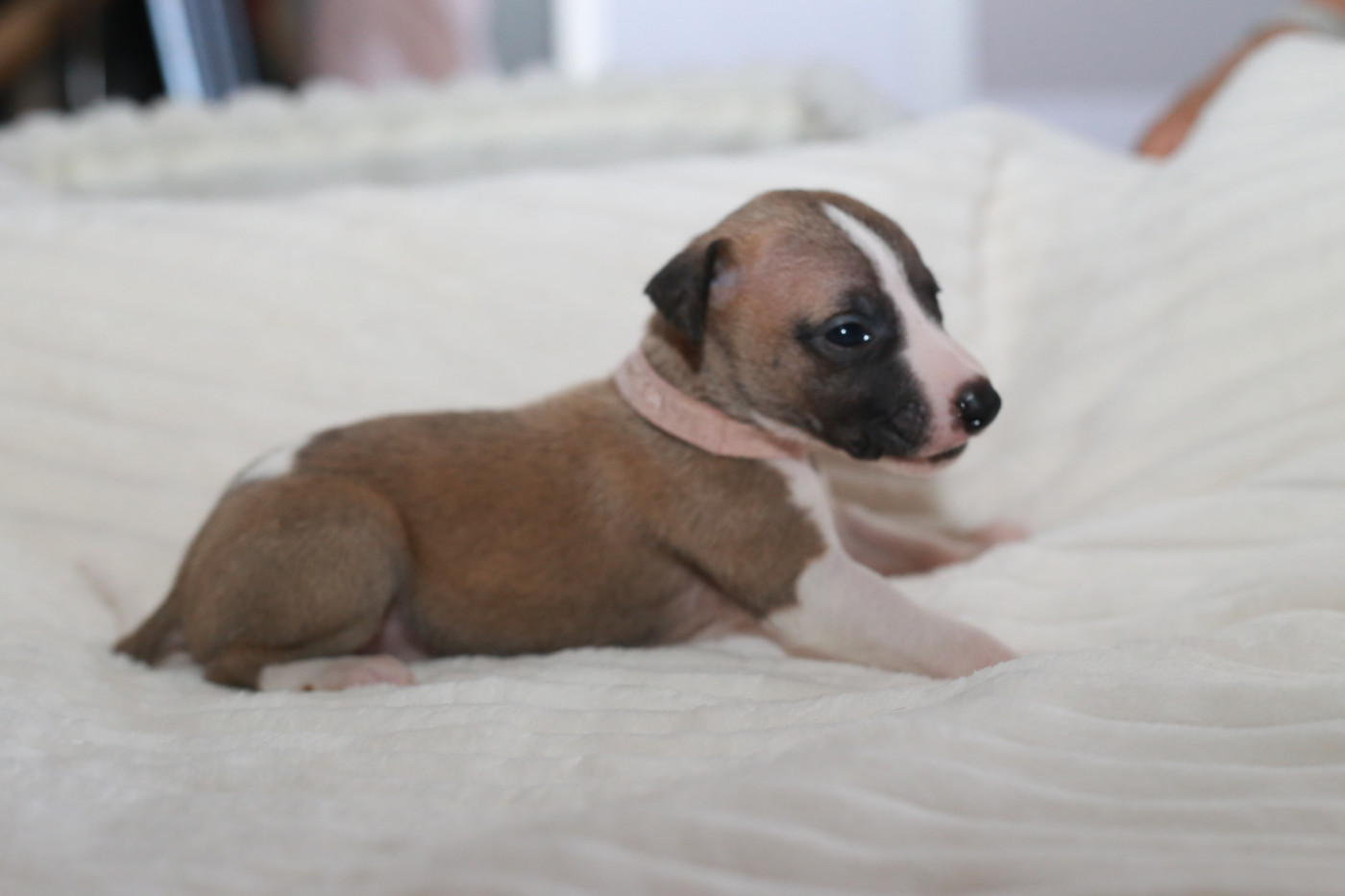 Diablesse You Will In Paris - Chiots disponibles - Whippet