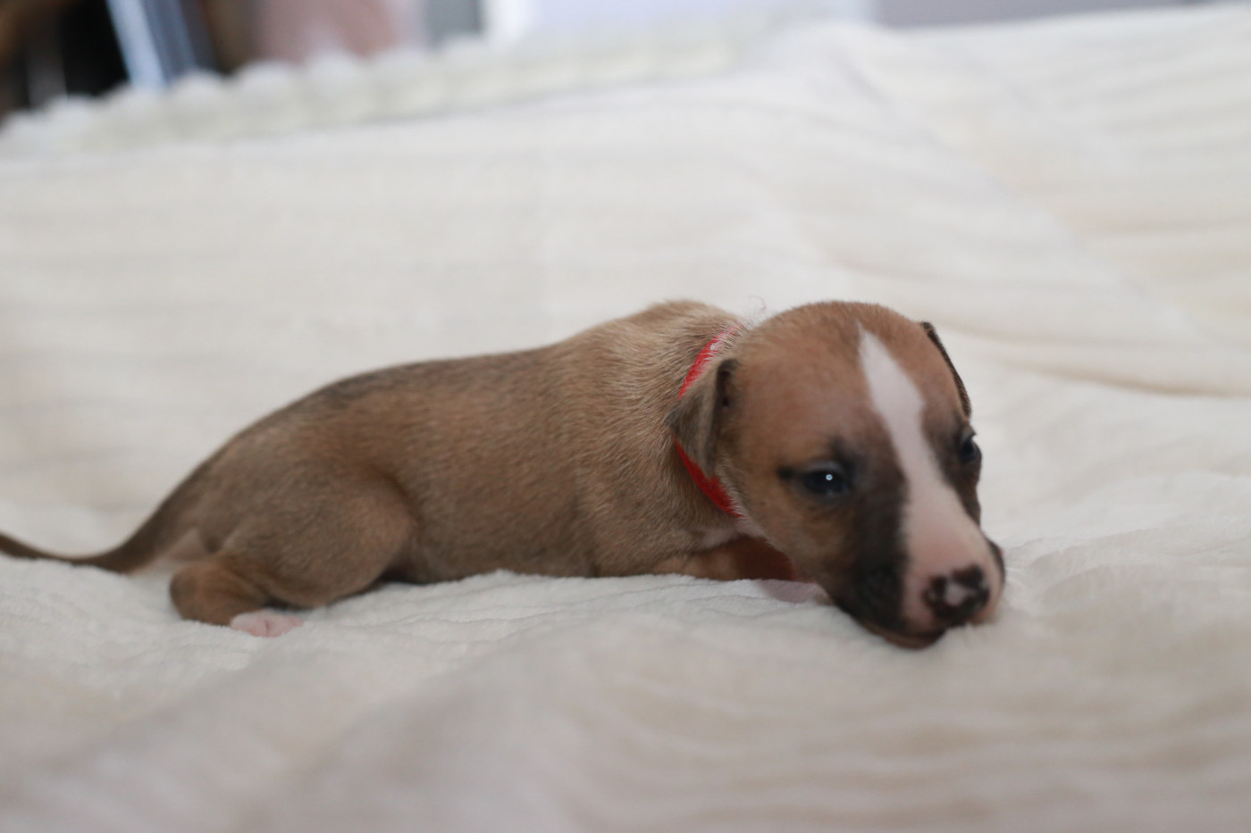 Diablesse You Will In Paris - Chiots disponibles - Whippet