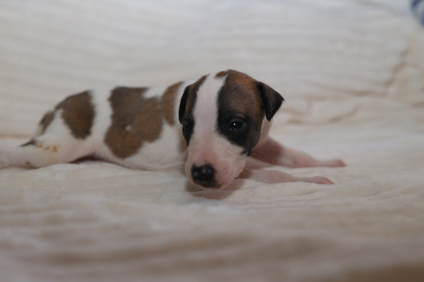 Diablesse You Will In Paris - Chiots disponibles - Whippet