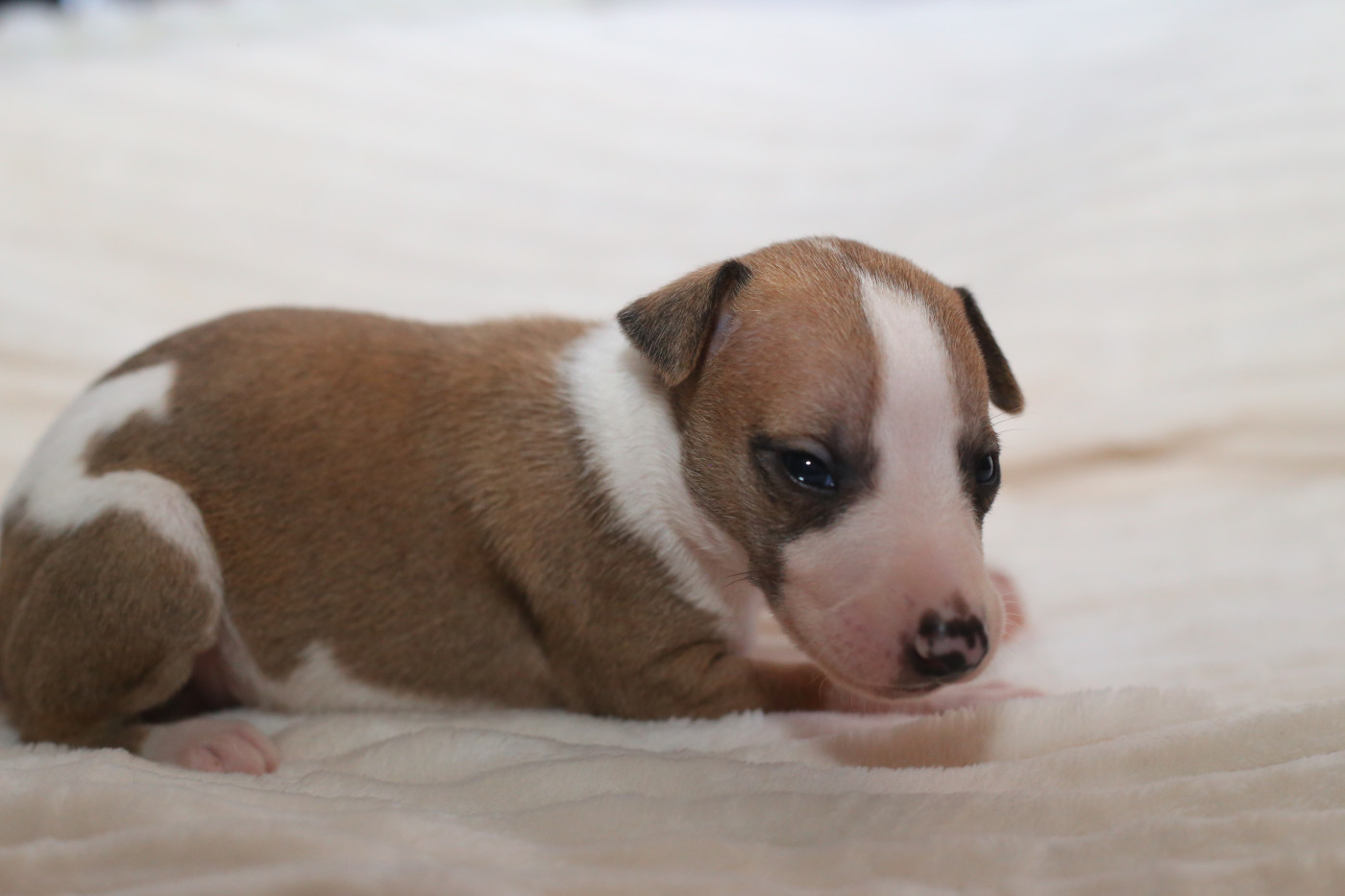Diablesse You Will In Paris - Chiots disponibles - Whippet