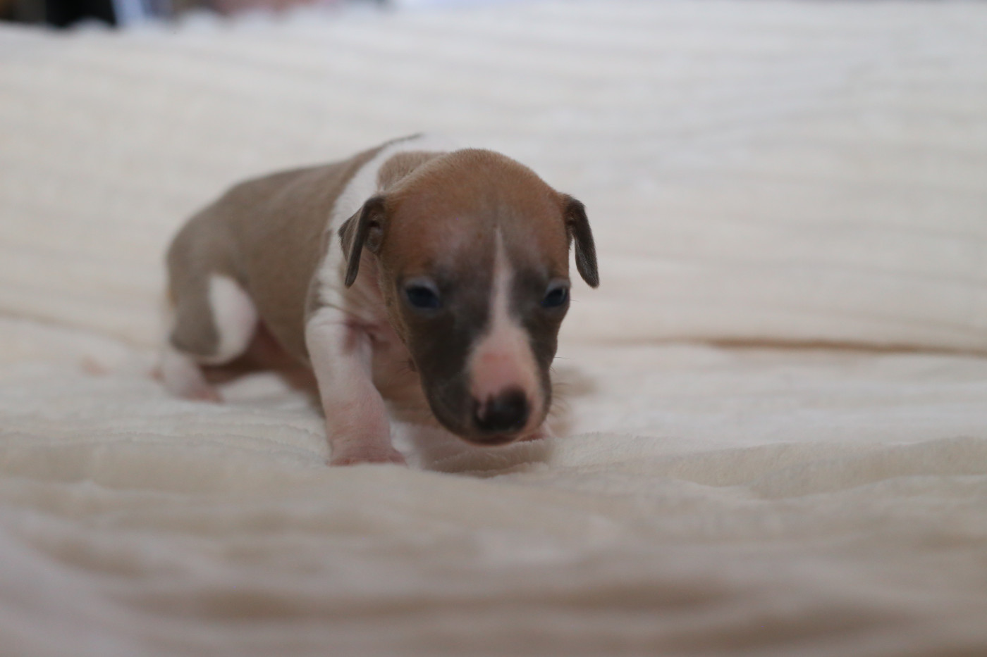 Diablesse You Will In Paris - Chiots disponibles - Whippet