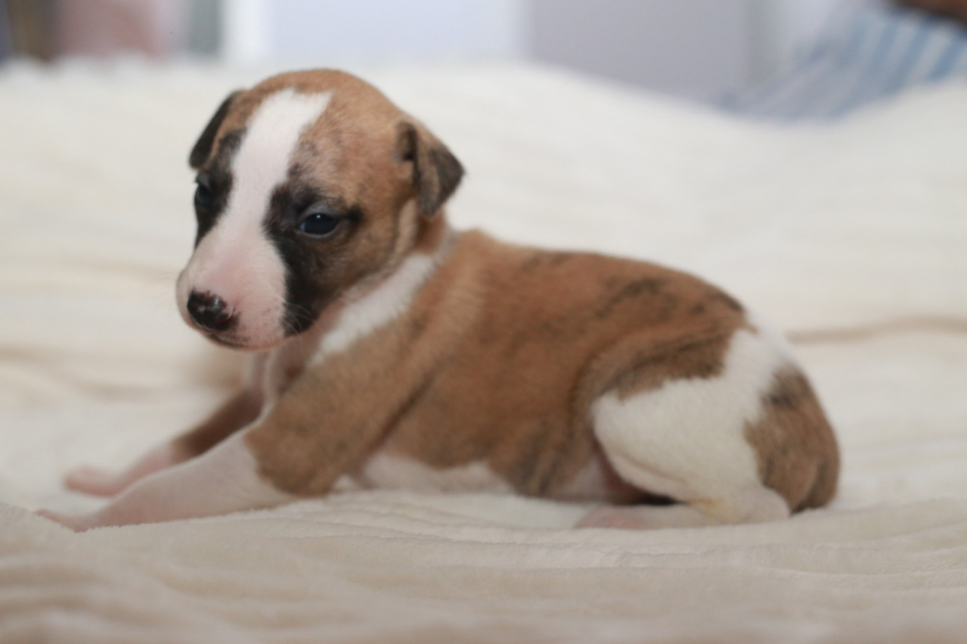 Diablesse You Will In Paris - Chiots disponibles - Whippet