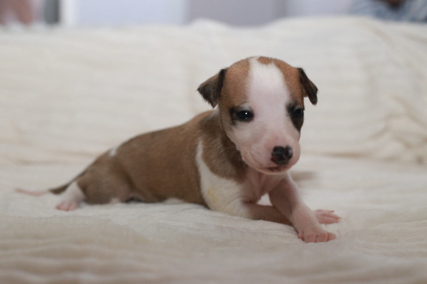 Diablesse You Will In Paris - Chiots disponibles - Whippet