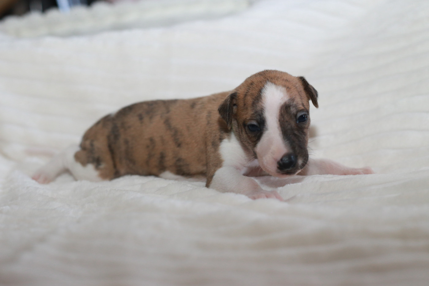 Diablesse You Will In Paris - Chiots disponibles - Whippet