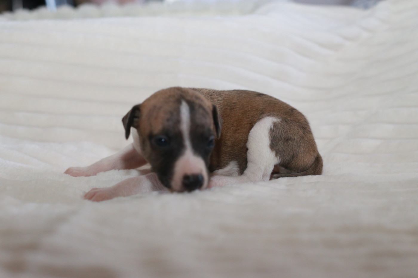 Diablesse You Will In Paris - Chiots disponibles - Whippet
