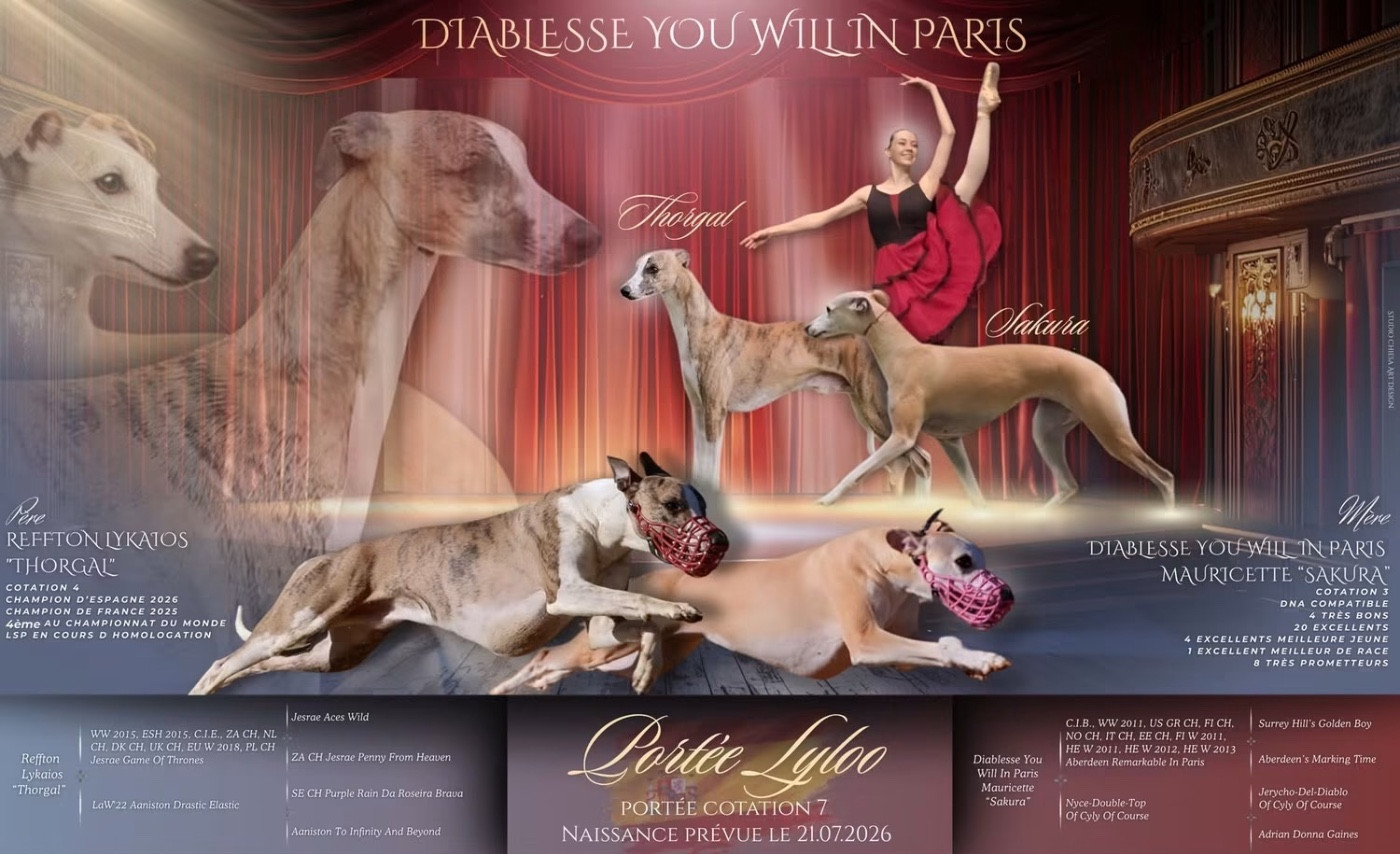 Diablesse You Will In Paris - Whippet - Portée née le 21/07/2026