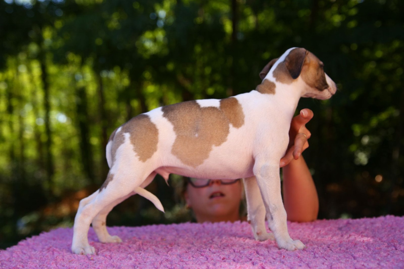 Diablesse You Will In Paris - Chiots disponibles - Whippet