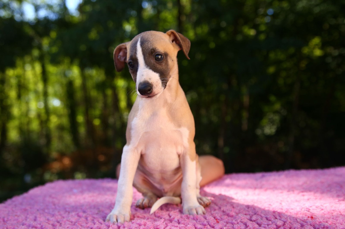 Diablesse You Will In Paris - Chiots disponibles - Whippet