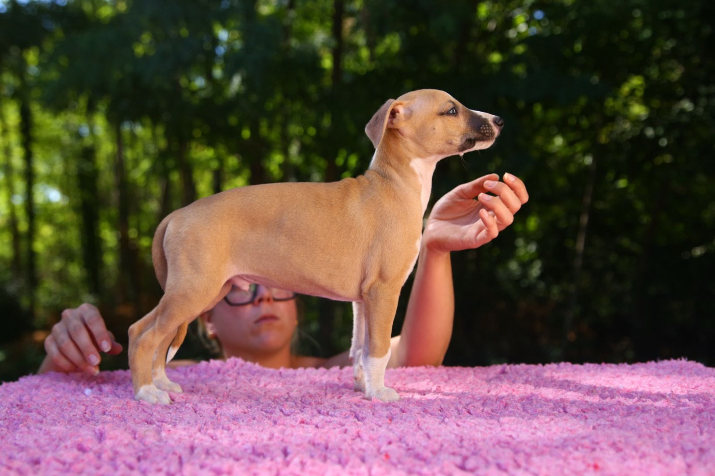 Diablesse You Will In Paris - Chiots disponibles - Whippet