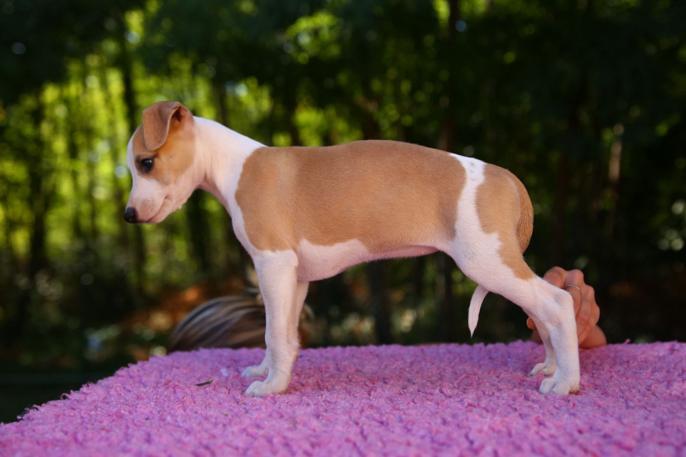 Diablesse You Will In Paris - Chiots disponibles - Whippet