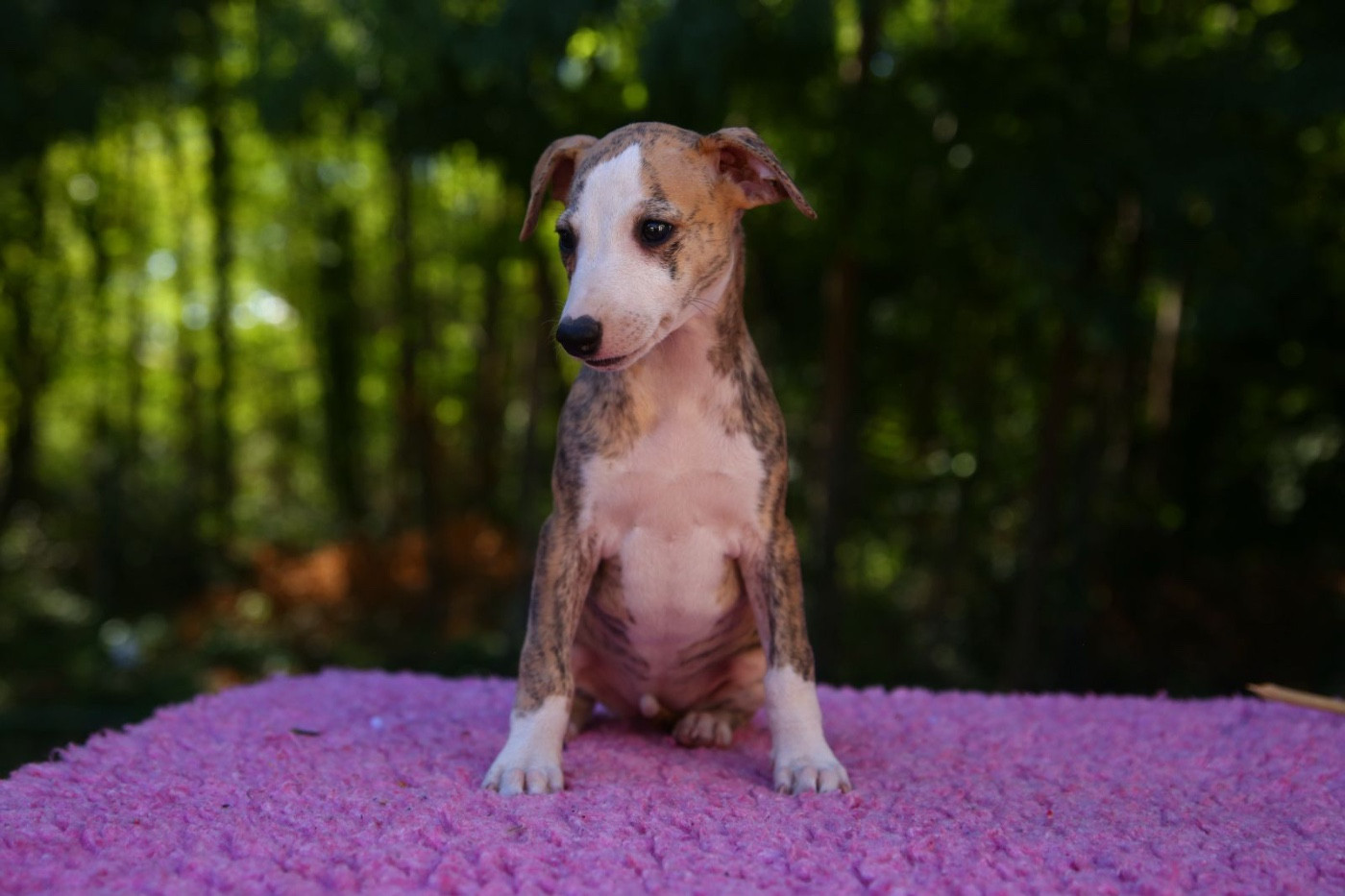 Diablesse You Will In Paris - Chiots disponibles - Whippet