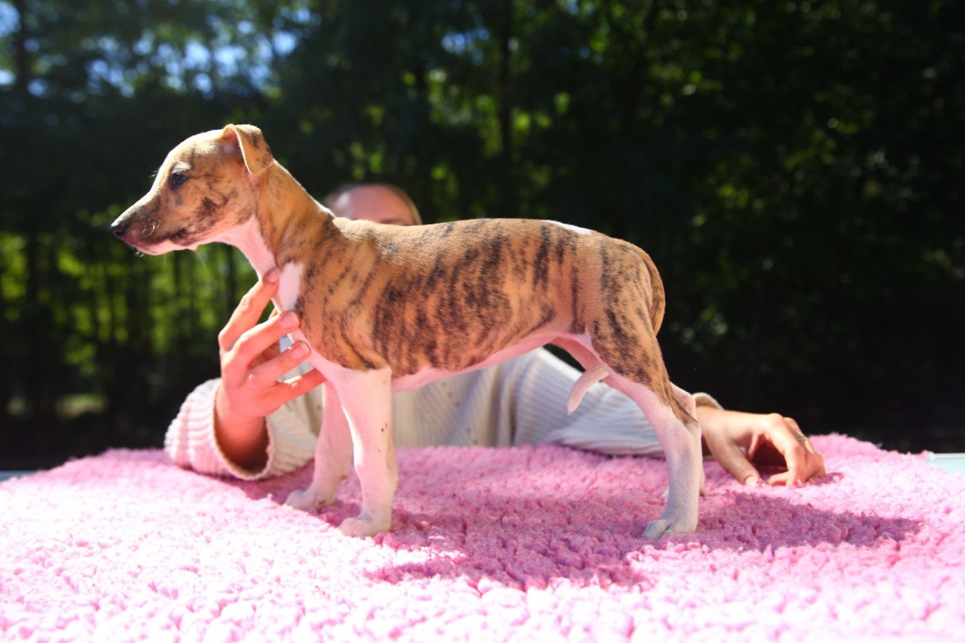 Diablesse You Will In Paris - Chiots disponibles - Whippet