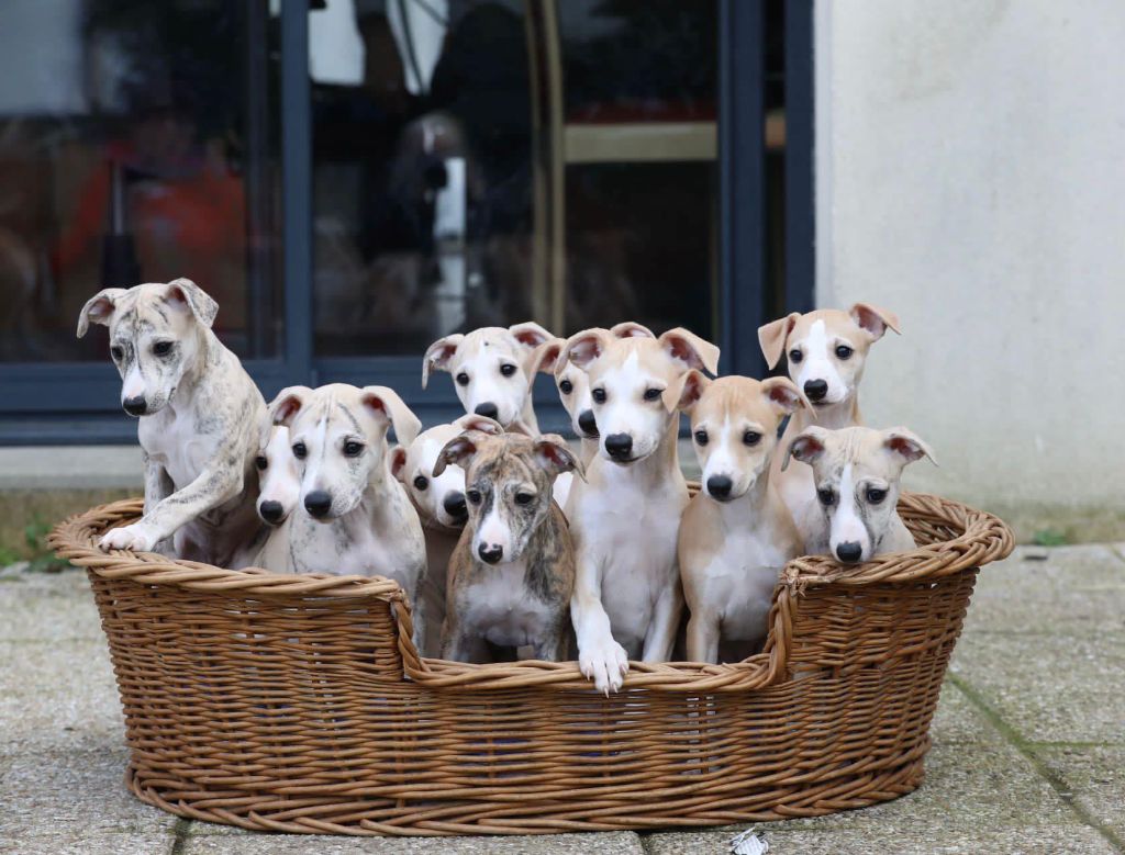 Chiot Whippet Diablesse You Will In Paris